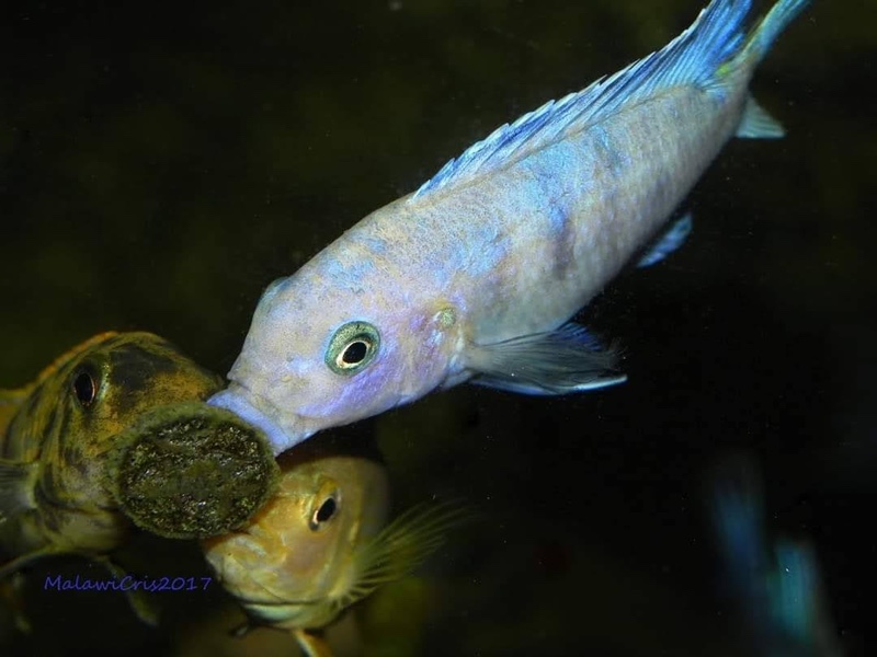 Maylandia callainos 'Makonde'